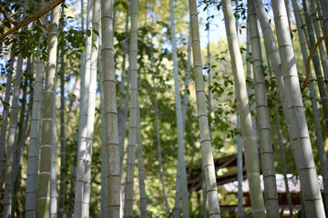 Fototapeta premium 竹林