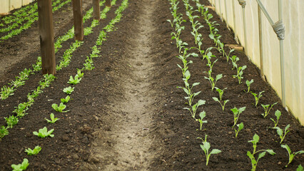 Kohlrabi seedlings young planting tuber bio detail greenhouse foil field lettuce spinach root crop...