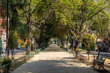 Tree lined street with dappled light in Condesa, Mexico City.