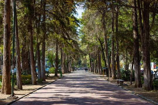 Tree lined street with dappled light in Polanco, Mexico City.