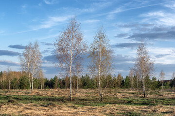 Young birches in the center of Russia in spring