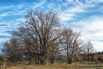 Oak grove in spring in the center of Russia