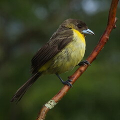 Flame-rumped tanager in Mindo, Ecuador, South America

