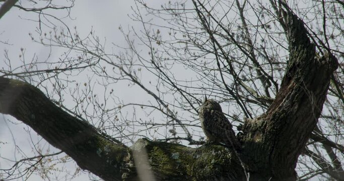 Flaco The New York City Eurasian Eagle-Owl Sits On Branch And Turns Head Towards Camera In Central Park