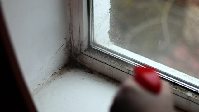 Close up man hands with gloves sponge cleaning removing black mold rot on the white wall windowsill with bottle spray. Fungal detail growth causing health problems infection breath. Cleaning company
