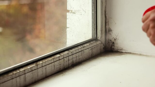 Close up man hands with gloves sponge cleaning removing black mold rot on the white wall windowsill with bottle spray. Fungal detail growth causing health problems infection breath. Cleaning company
