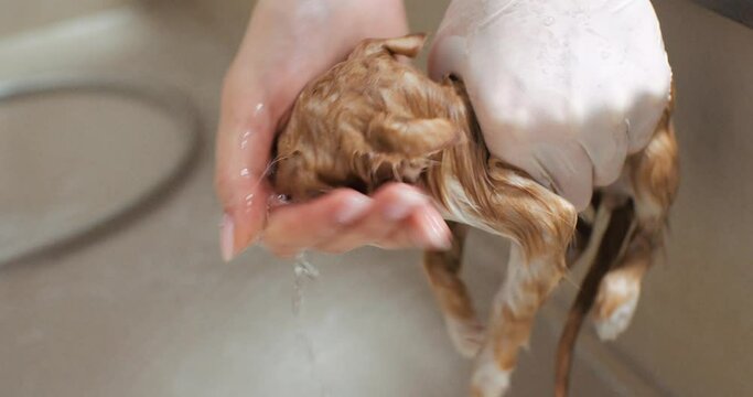 The veterinarian holds a small wet kitten in the bathroom in his hand and washes with shampoo. A wet ginger kitten amusingly rows paws in the air over the bathtub. The concept of washing a kitten.