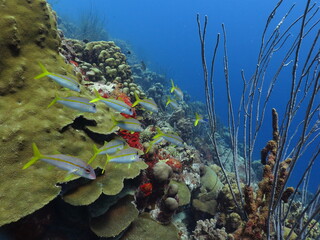 Tropical colorful reef and fish, vivid blue sea. Underwater photography from scuba diving on the coral reef. Marine life in the tropical ocean, fish and corals. Aquatic wildlife.