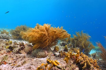 Tropical reef in the shallow sea. Colorful coral, sun, blue water background. Snorkeling with fish and corals. Underwater photography, seascape in the shallow ocean.