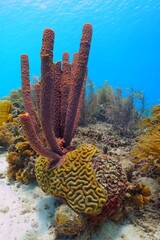 Purple sea sponges and corals on the tropical reef. Blue ocean, fish and sea sponge. Underwater photography from scuba diving on the coral reef. Aquatic wildlife, colorful seascape. Marine life.
