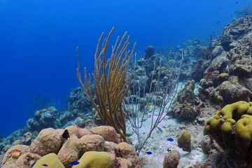 Vivid seascape with blue ocean and coral reef. Tropical marine life in the sea. Underwater...