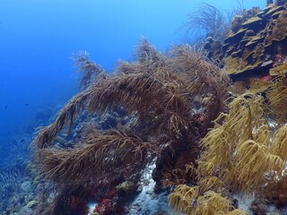 Blue ocean and healthy rich coral reef. Tropical corals in the sea. Scuba diving on the coral reef,...