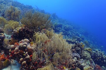 Tropical blue ocean and healthy colorful reef. Coral reef seascape. Underwater photography from scuba diving. Marine wildlife. Blue sea and corals.
