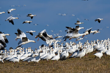 Snow geese landing on a grass hill side in the late afternoon sun during spring migration at Middle Creek Wildlife Management Area. They are a species of goose native to North America.
