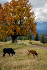 A black and white cow with a calf grazes on a meadow in the mountains near the forest. Beautiful autumn landscape.