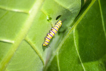 Monarch caterpillar feeding on milkweed. 
