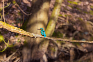 Eisvogel