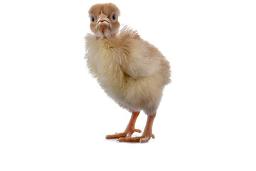 A newly born chick on a white background