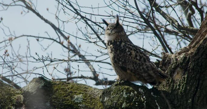 Flaco The New York City Eurasian Eagle-Owl Awake On A Branch In The Daytime In Central Park
