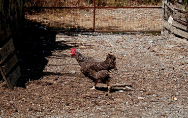 Plymouth Rock Chicken