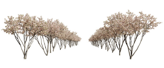 Two rows of flowering apple trees isolated on a transparent background. 3D render.