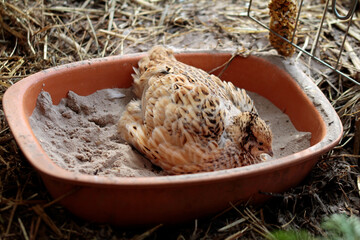 in ceramic pot sand bathing japanese laying quail. Happy animal in species-appropriate husbandry.
