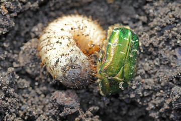 generation change: deceased rose beetle and young larva in march