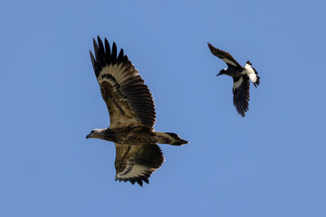 Obraz premium Australian Magpie chasing off a White-bellied Sea Eagle