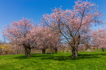 Obraz premium Spring Cherry blossom trees in the park
