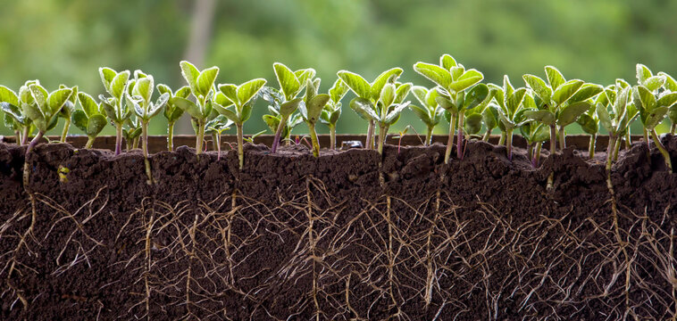 ROOTS WITH LEAVES OF FRESH SOY. GERMINATED SOYBEAN SPROUTS IN THE SOIL.