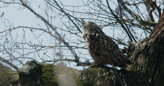 Flaco The New York City Eurasian Eagle-Owl Extends Neck And Turns Head Away From Camera In Central Park