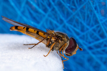 Episyrphus balteatus, sometimes called the marmalade hoverfly.

