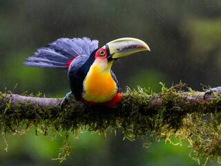 Red-breasted Toucan portrait on  mossy stick on rainy day against dark background