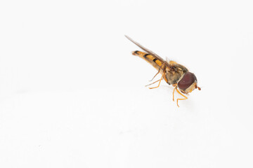 Episyrphus balteatus, sometimes called the marmalade hoverfly.
