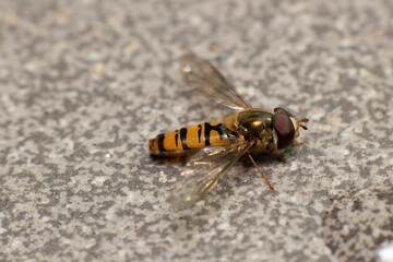 Episyrphus balteatus, sometimes called the marmalade hoverfly.
