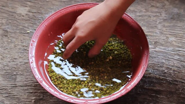 Mung bean seed granules are being soaked in clean water and sorted to select the best quality seeds
