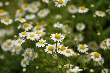 Camomile herb pictures showcase the dainty and charming flowers of the Matricaria chamomilla plant. 
