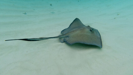 Manta ray swimming on the bottom of the ocean in blue water showing its full size