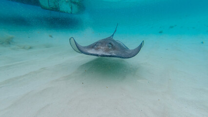 Scuba diving with manta rays in touristic area and shallow blue water