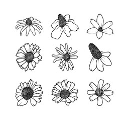 set of  wild flowers vector live art 