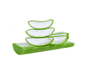 aloe vera isolated on  transparent png
