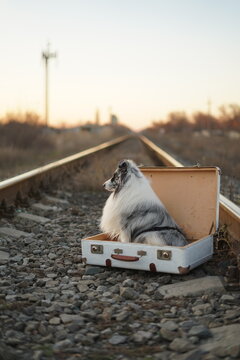 dog waiting for the train