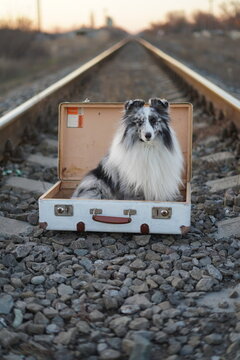 dog waiting for the train