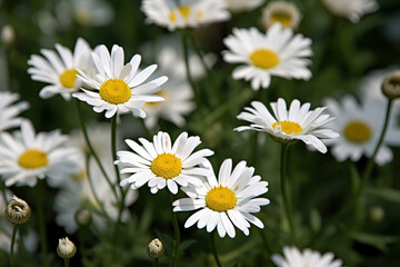 Obraz na płótnie Canvas Daisy pictures showcase the cheerful and bright flowers of the Asteraceae family, typically featuring white petals and a yellow center. 