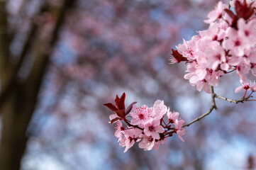 Pink flowers of a red plum tree (Prunus cerasifera var. pissardii)