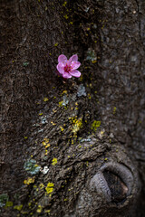 Pink flowers of a red plum tree (Prunus cerasifera var. pissardii)