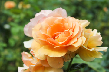 orange rose flower close up