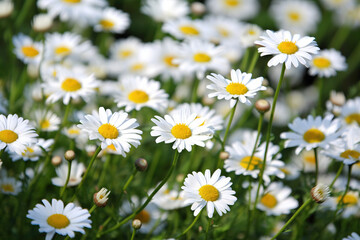 Fototapeta na wymiar Daisy pictures showcase the cheerful and bright flowers of the Asteraceae family, typically featuring white petals and a yellow center. 