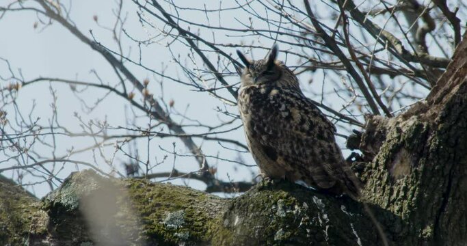 Flaco The New York City Eurasian Eagle-Owl Wakes Up And Turns Head While Resting On A Branch In Central Park