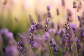 Lavender pictures showcase the delicate and fragrant flowers of the Lavandula genus, typically featuring shades of purple and blue. 